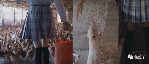 制服絲襪國產(chǎn)視頻,國產(chǎn)制服絲襪視頻的視覺盛宴